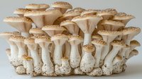 Fresh organic oyster mushrooms cluster growing on white substrate, detailed macro view showing gills and stems against neutral background.