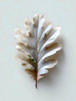 Single dried oak leaf in soft beige and white tones on light background, showing delicate natural texture and curved edges. Minimalist botanical composition.