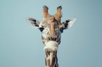 Close-up portrait of a giraffe with expressive eyes and distinctive pattern against light blue background, perfect for wildlife campaigns and nature-themed designs.