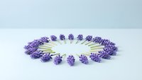 Fresh lavender stems arranged in perfect circle on white background creating natural floral mandala pattern for aromatherapy and wellness designs.