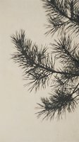 Pine tree branches casting soft shadows on neutral beige wall, creating natural botanical pattern. Suitable for backgrounds, design overlays, and minimalist decor projects.