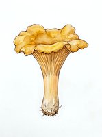 Golden chanterelle mushroom isolated on white background, featuring ruffled cap and ridged stem, suitable for culinary, botanical, and design applications.