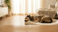 Cozy domestic scene with relaxed dog lying on soft rug in bright modern living room with natural sunlight streaming through windows.