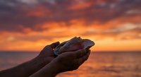 Hands holding seashells against dramatic sunset sky over ocean with vibrant orange and purple clouds reflecting on water surface for nature and beach themes.
