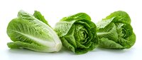 Fresh green romaine lettuce heads and leaves arranged on white background isolated for healthy cooking and salad preparation.