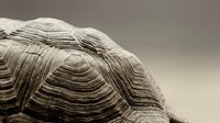 Close-up of tortoise shell showing detailed natural texture and growth rings pattern on reptile carapace against neutral background for nature study.