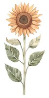 Watercolor sunflower with soft peach petals and sage green leaves on white background, botanical illustration style. Isolated floral element for design projects.