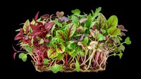 Microgreens mix with red and green seedlings isolated on transparent background, ready for culinary, nutrition, and wellness design projects, t-shirt graphics, and print-on-demand products.