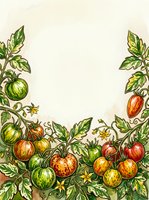 Botanical illustration of tomato plants with ripe and unripe fruits, green foliage, and flowering stems arranged as a decorative border frame on cream background. Suitable for recipe cards, menus, and culinary designs.