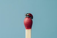 Red ladybug perched on a matchstick head against a soft blue background, a creative minimalist macro concept of nature and fire.