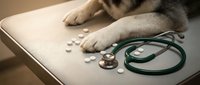 Dog paws with scattered white pills and green stethoscope on examination table for veterinary medicine and pet healthcare concepts.