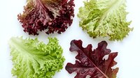 Fresh mixed lettuce varieties including red leaf, green leaf, and frilly lettuce heads isolated on white background for healthy salad preparation and cooking.