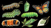 Monarch butterfly caterpillar lifecycle stages with chrysalis and adult butterfly, isolated on transparent background. Ready for educational materials, clipart, t-shirt designs, stickers, and print-on-demand products.