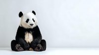 Adorable giant panda bear sitting in relaxed pose against clean white background, perfect for wildlife conservation campaigns and nature designs.