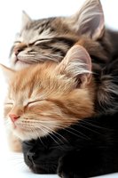 Peaceful sleeping cats in soft focus, ginger, tabby and black felines cuddling together. Close-up portrait showing whiskers and fur texture on white background.