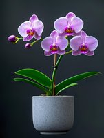 Pink striped Phalaenopsis orchid plant with four blooming flowers and two buds in modern gray ceramic pot against dark background, elegant home decor composition.