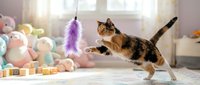 Tabby kitten playing with purple feather toy in bright playroom surrounded by colorful balls and wooden blocks, perfect for pet care, toy marketing, and animal content.