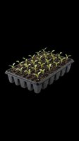Seedling starter tray with young green plants in black plastic cells filled with soil, isolated on transparent background. Ready for clipart, print-on-demand, t-shirt design, and sublimation projects.