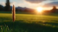 Single wheat ear silhouette against golden sunset in countryside field, dramatic sky and mountain backdrop creates peaceful rural atmosphere. Perfect for agriculture themes.