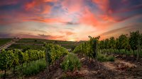 Vineyard landscape at sunset with dramatic orange and pink sky, rolling hills, and grapevines in rows. Suitable for wine industry, agriculture, and travel marketing.
