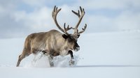 Majestic reindeer with large antlers running through deep snow against cloudy sky. Wildlife winter scene perfect for holiday and Christmas designs.