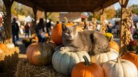 Gray cat resting on colorful pumpkins at a sunny autumn harvest festival market with hay bales and fall decorations in background.