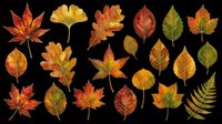 Autumn leaves collection isolated on transparent background, featuring maple, oak, fern and more in warm fall colors. Great for clipart, stickers, t-shirt design.