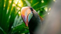 Colorful toucan with large orange beak perched among tropical green palm leaves in natural rainforest habitat with soft sunlight filtering through foliage.
