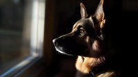 German Shepherd dog profile view in moody lighting near window, alert expression with focused gaze, dramatic shadows highlighting facial features and fur details.