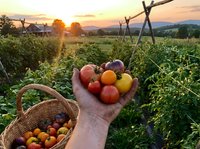 Fresh organic tomatoes in farmer hand at sunset garden with wicker basket, sustainable agriculture and farm to table concept for healthy eating lifestyle.