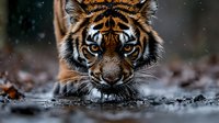Majestic tiger cub with piercing blue eyes in natural habitat, low angle portrait showing intense gaze and detailed facial features for wildlife photography.