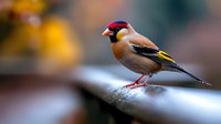 European goldfinch perched on metal railing with colorful plumage featuring red face black wings yellow patches in urban setting with blurred background.