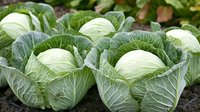 Fresh green cabbage heads growing in vegetable garden, close up view of organic produce with detailed leaf texture and natural lighting.
