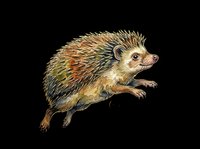 Cute hedgehog illustration isolated on transparent background, ready for t-shirt design, clipart, stickers, print-on-demand products, and sublimation projects.