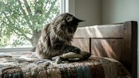Fluffy dark tabby cat sitting on a patchwork quilt bed, playing with a toy near a sunlit window with green trees outside.