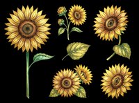 Watercolor sunflower clipart set with blooms, buds, and leaves, isolated on transparent background. Great for t-shirt design, stickers, sublimation, and print on demand.