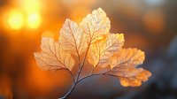 Delicate golden autumn leaf with detailed veins backlit by warm sunset light creating a glowing translucent effect against blurred bokeh background.