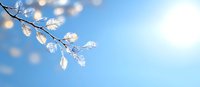 Delicate frost covered tree branch against bright blue winter sky with bokeh light effects, creating serene natural panoramic background for seasonal designs.