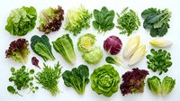 Flat lay collection of fresh green and purple salad leaves and lettuces, isolated on white background, for healthy food and nutrition design.