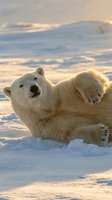 Playful polar bear rolling in snow during golden hour sunset with dramatic cloudy sky in Arctic wilderness habitat for wildlife conservation campaigns.