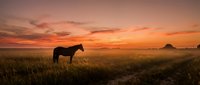 Horse silhouette standing in golden wheat field during dramatic sunset with orange and pink sky colors creating peaceful rural landscape scene.