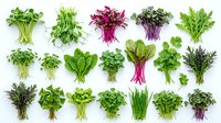 Fresh microgreens and herbs collection isolated on white background for healthy cooking and culinary design projects.