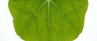 Fresh green leaf with detailed vein structure isolated on white background, suitable for nature designs, botanical graphics, and eco-friendly branding projects.