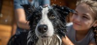 Wet border collie dog with water droplets after bath being dried by smiling blonde woman and man in background. Pet grooming and care concept.