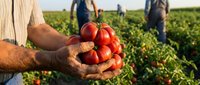 Farmer hands holding fresh ripe red tomatoes in agricultural field with workers harvesting crops in background during sunny day outdoor farming season.