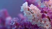 Purple and white lilac flowers blooming on branches with soft bokeh background for spring garden and floral design projects.