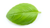 Fresh green basil leaf isolated on white background for culinary and cooking designs.