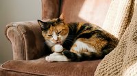 Adorable calico cat relaxing on cozy brown armchair with knitted blanket in warm sunlit living room interior for pet care and home comfort concepts.
