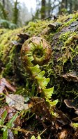 Unfurling fern frond with vibrant green moss covering forest floor and decaying wood, showcasing woodland ecosystem and natural growth patterns.