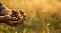 Farmer holding handful of soil in cupped hands over blurred agricultural field at golden hour, representing earth care, sustainable farming, and crop cultivation practices.